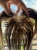 IMG_9823.jpeg