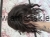 IMG_0618.jpeg